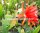 Epiphyllum-Hybr. Cadiz