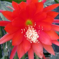 Epiphyllum-Hybr. Camillo Schneider