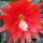 Epiphyllum-Hybr. Camillo Schneider