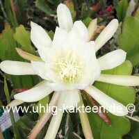 Epiphyllum-Hybr. Castra de Ora
