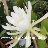 Epiphyllum-Hybr. Castra de Ora