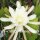 Epiphyllum-Hybr. Castra de Ora