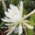 Epiphyllum-Hybr. Castra de Ora