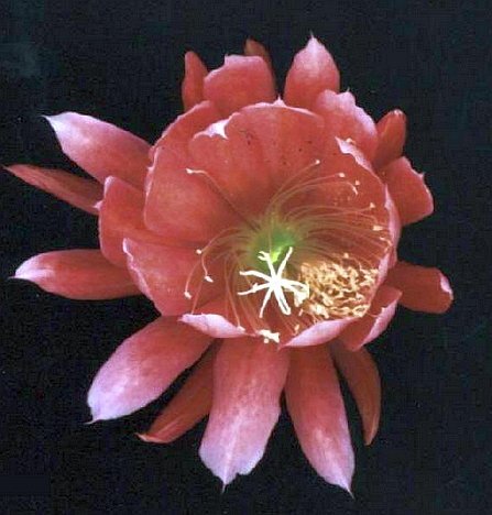 Epiphyllum-Hybr. Champagne