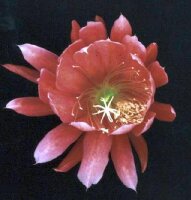 Epiphyllum-Hybr. Champagne