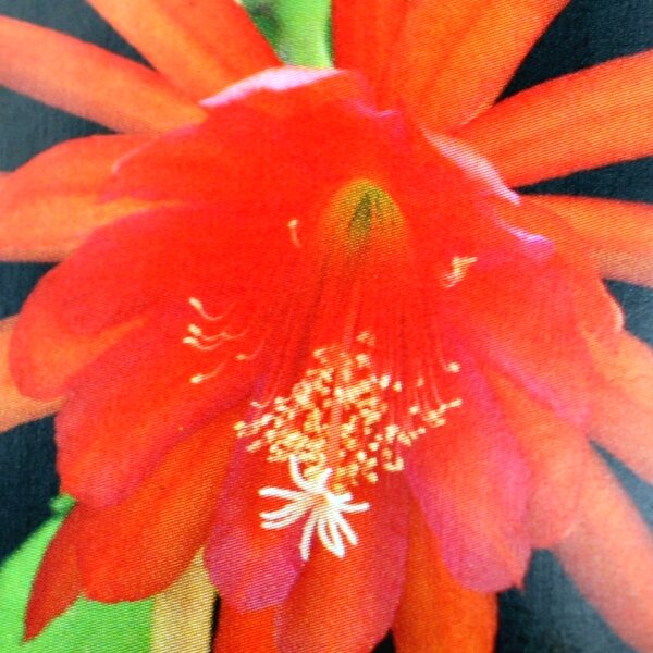 Epiphyllum-Hybr. Chauncey Stoddard