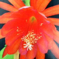 Epiphyllum-Hybr. Chauncey Stoddard