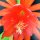 Epiphyllum-Hybr. Chauncey Stoddard