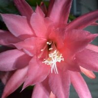 Epiphyllum-Hybr. Charming Night