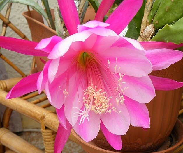Epiphyllum-Hybr. Chauncey oder Blattkaktus Phyllocactus | Blüte rosa-