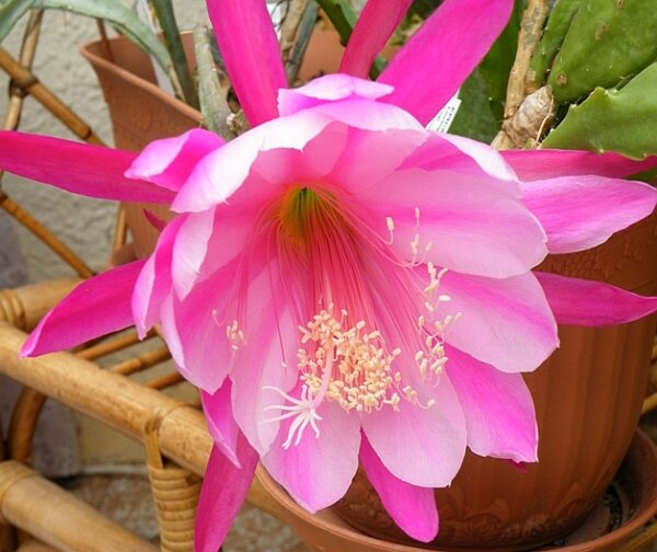 Epiphyllum-Hybr. Chauncey