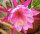 Epiphyllum-Hybr. Chauncey