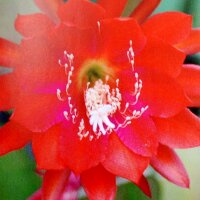 Epiphyllum-Hybr. Chelford Night