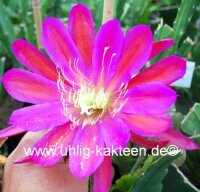 Epiphyllum-Hybr. Chirot Cronat