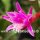 Epiphyllum-Hybr. Clair Paetz