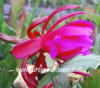 Epiphyllum-Hybr. Clara Sanders