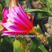 Epiphyllum-Hybr. Cleo Paetz