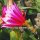 Epiphyllum-Hybr. Cleo Paetz
