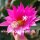 Epiphyllum-Hybr. Cleopatra Paetz