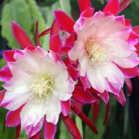 Epiphyllum-Hybr. Clown