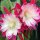 Epiphyllum-Hybr. Clown