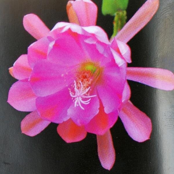 Epiphyllum-Hybr. Cognac