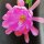 Epiphyllum-Hybr. Cognac