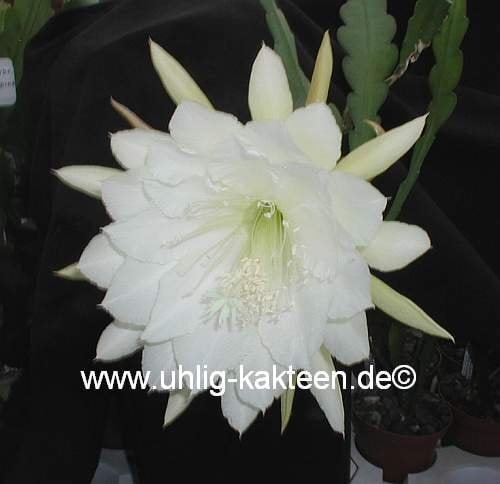 Epiphyllum-Hybr. College Queen