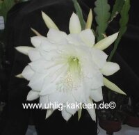 Epiphyllum-Hybr. College Queen