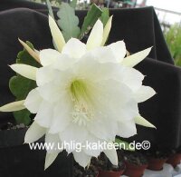 Epiphyllum-Hybr. College Queen