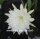 Epiphyllum-Hybr. College Queen