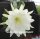 Epiphyllum-Hybr. College Queen