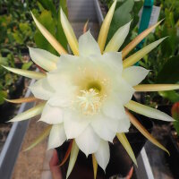 Epiphyllum-Hybr. Cooperi