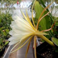 Epiphyllum-Hybr. Cooperi