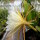 Epiphyllum-Hybr. Cooperi