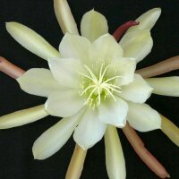 Epiphyllum-Hybr. Creme de menthe