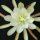 Epiphyllum-Hybr. Creme de menthe
