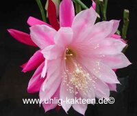 Epiphyllum-Hybr. Daisy Dean