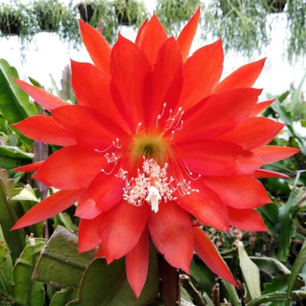 Epiphyllum-Hybr. Dante oder Blattkaktus Phyllocactus | Blüte mehrfarb