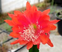 Epiphyllum-Hybr. Dante
