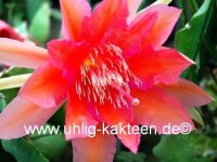 Epiphyllum-Hybr. Desert Sunrise