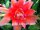 Epiphyllum-Hybr. Desert Sunrise