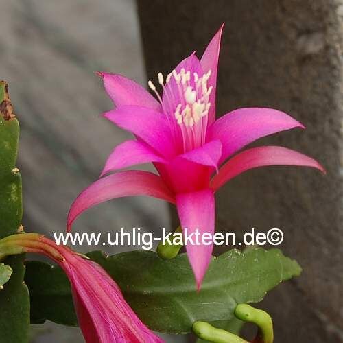 Disophyllum-Hybr. Delicate Jewels
