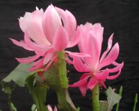 Epiphyllum-Hybr. Deutsche Kaiserin