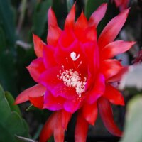 Epiphyllum-Hybr. Die Rote Pulheim