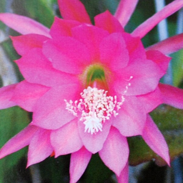 Epiphyllum-Hybr. Donna Diana Blüte rosa, karmin Mittelstreif