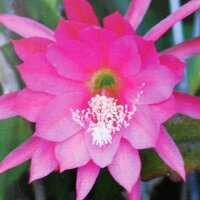 Epiphyllum-Hybr. Donna Diana Blüte rosa, karmin...