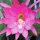 Epiphyllum-Hybr. Donna Diana Blüte rosa, karmin Mittelstreif