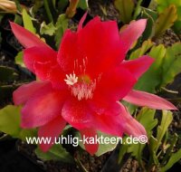 Epiphyllum-Hybr. Dr. Iversen