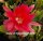 Epiphyllum-Hybr. Dr. Iversen